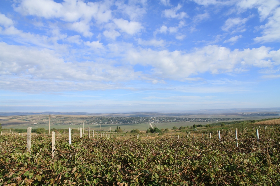 Теленештский пейзаж с виноградниками