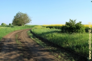 Весенняя дорога в Фалештском районе