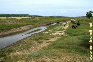 Река Когыльник у села Валя Пержей, Чимишлия