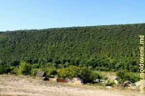 Panta abruptă împădurită a defileului de la marginea satului Trebujeni