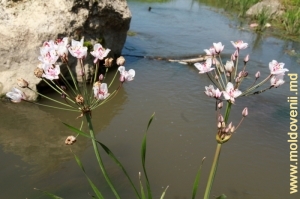 Цветы на камнях в реке Лопатник