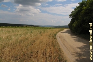 Дорога вдоль леса в Ниспоренском районе