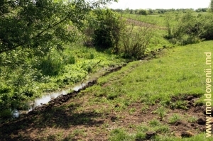 Izvorul rîului Cubolta mai sus de satul Plop, Donduşeni