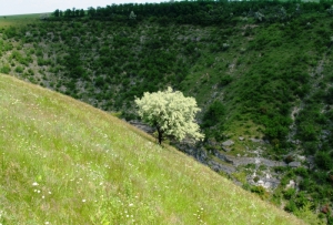 Левая часть ущелья Ципова вблизи его начала у с. Хородище