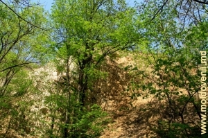 Capătul de sud al Stîncii Bechir cu depuneri lutoase (pe dreapta) şi cretacice (pe stînga)
