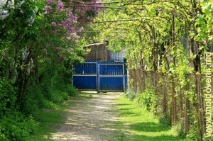 Аллея и ворота крестьянского дома в селе Онешть, Стрэшень 