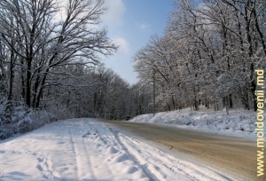 Зимняя дорога через лес у Бахмутского лесничества, Унгень