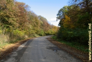Лесная дорога в Унгенском районе осенью