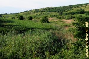 Долина Когыльника у села Чучулень, Хынчешть