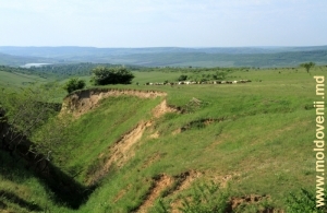 Rîpa imensă şi o turmă de oi de lîngă satul Lupa-Recea, Străşeni