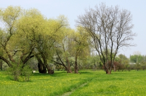 Peisaj de primăvară la marginea parcului