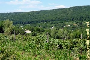 Вид на село Фрумоаса через виноградники над селом