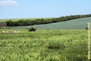 Valea rîului Cubolta între satele Plop şi Maramonovca