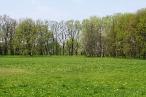 Poieniţă primăvara în parcul Dendrariu