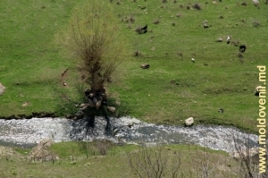 Стадо овец и коз на берегу реки Чорна у села Глинжень, Резина