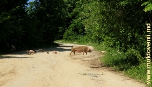Свиное семейство на лесной дороге вблизи села Табэра, Орхей 