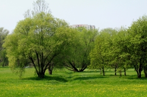 Cupa copacilor din partea centrală a parcului