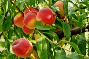 Персики в саду у села Тудора, Штефан-Водэ
