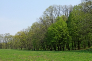 Sectorul forestier al parcului Dendrariu