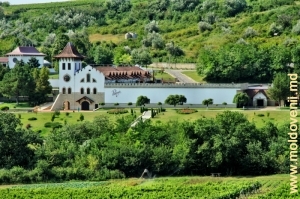Fabrica de vinuri din satul Purcari, Ştefan Vodă