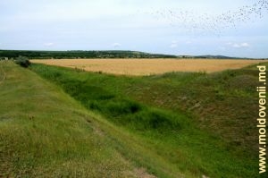 Пшеничное поле в долине реки Когыльник у села Валя Пержей, Чимишлия
