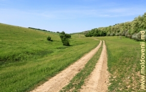 Дорога вдоль леса в направлении села Редюл де Сус, Фэлешть