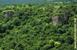Лес и скалы на правом склоне ущелья