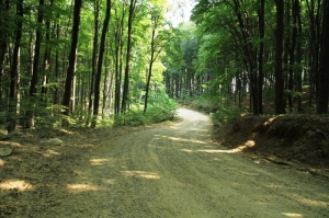 Дорога в буковом лесу близ Адынката, Ботошань