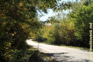 Дорога через лес от села Садова до Калараша