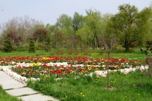 Strat de flori înflorite în partea centrală a parcului Dendrariu