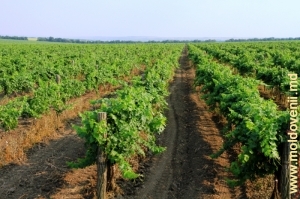 Тараклийские виноградники в июле