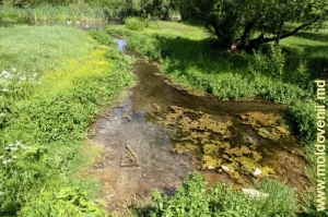 Izvoarele din satul Plop, care alimentează Cubolta 