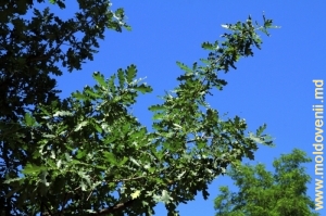 Дубовые леса Тигечской возвышенности