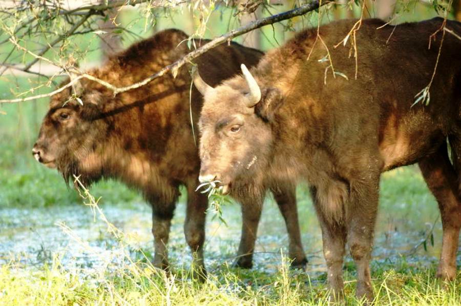 Bisons, Scientific reserve “Padurya Domnyasca”, Glodeni