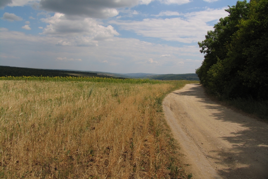Drum de-a lungul pădurii din raionul Nisporeni
