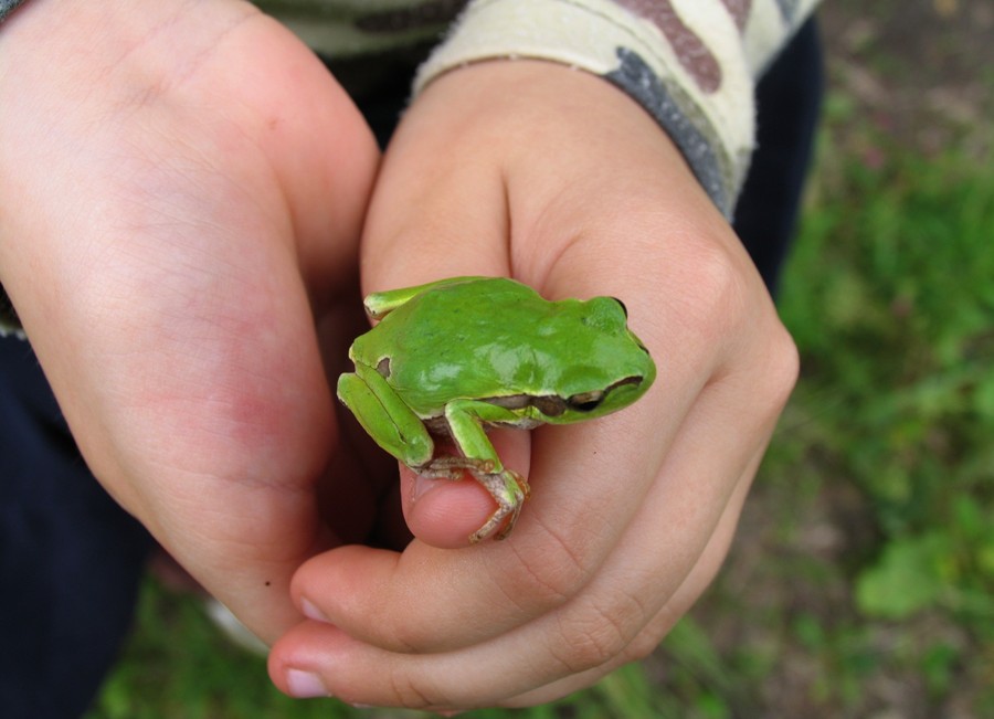 Tree frog, Reserve "Royal Forest", Glodeni