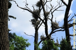 Большое гнездовье на ветвях дуба