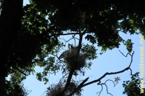 Взрослая цапля на гнезде в кроне деревьев