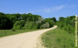 Drumul prin pădurea satului Tabăra, Orhei