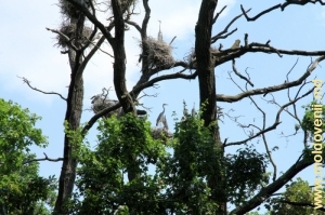 Большое гнездовье на ветвях дуба