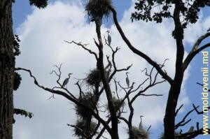 Цапли и их гнезда на дубовых ветвях