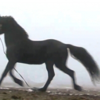 Ферма лошадей в Чадыр-Лунга