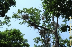 Гнездовье цапель в кроне дубовых деревьев