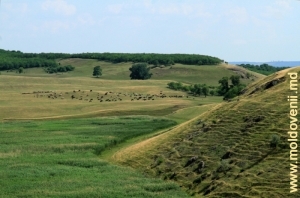 Peisaj cu o turmă la poalele şirului de toltre